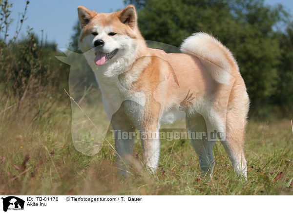 Akita Inu / Akita Inu / TB-01170