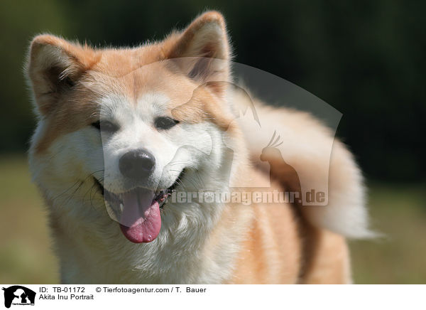 Akita Inu Portrait / Akita Inu Portrait / TB-01172