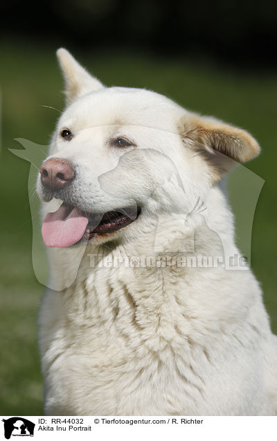 Akita Inu Portrait / Akita Inu Portrait / RR-44032