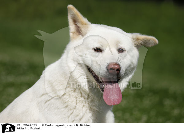 Akita Inu Portrait / Akita Inu Portrait / RR-44035