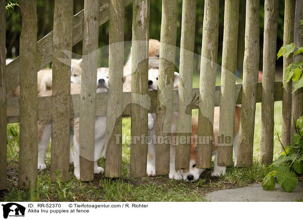 Akita Inu Welpen am Zaun / Akita Inu puppies at fence / RR-52370