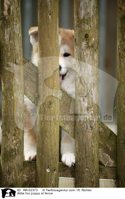 Akita Inu Welpe am Zaun / Akita Inu puppy at fence / RR-52373