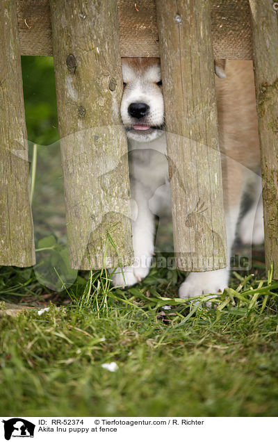 Akita Inu Welpe am Zaun / Akita Inu puppy at fence / RR-52374