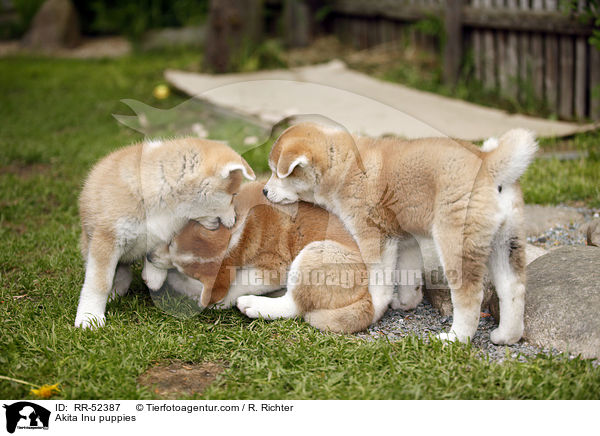 Akita Inu Welpen / Akita Inu puppies / RR-52387