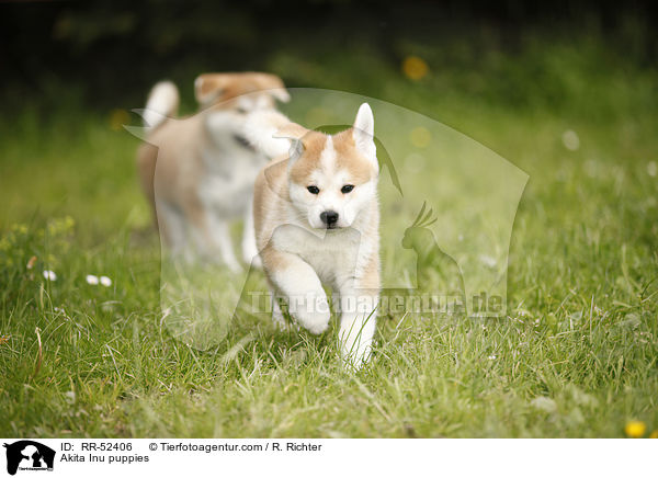 Akita Inu Welpen / Akita Inu puppies / RR-52406