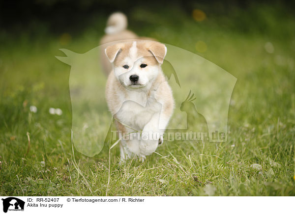 Akita Inu Welpe / Akita Inu puppy / RR-52407