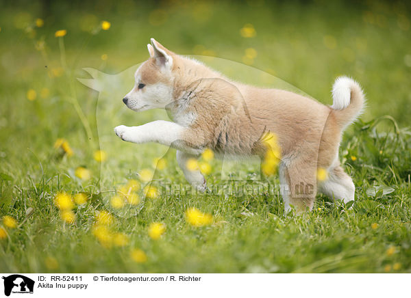 Akita Inu Welpe / Akita Inu puppy / RR-52411