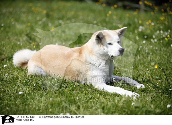 liegender Akita Inu / lying Akita Inu / RR-52430