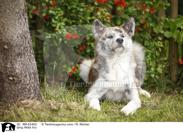 liegender Akita Inu / lying Akita Inu / RR-52462