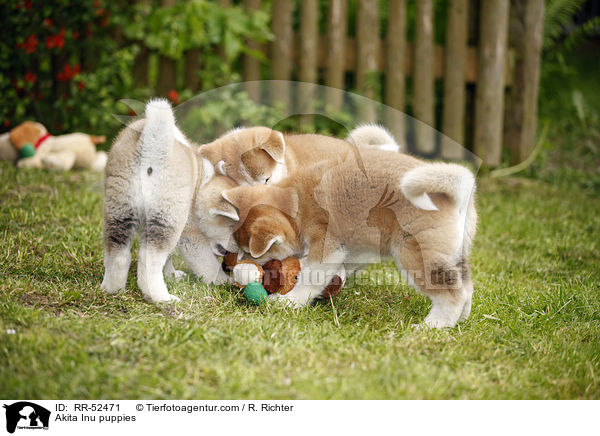 Akita Inu Welpen / Akita Inu puppies / RR-52471