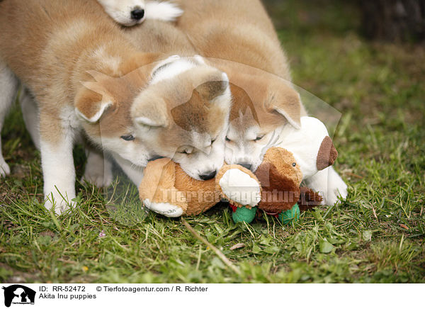Akita Inu Welpen / Akita Inu puppies / RR-52472