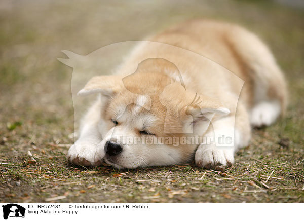 liegender Akita Inu Welpe / lying Akita Inu Puppy / RR-52481