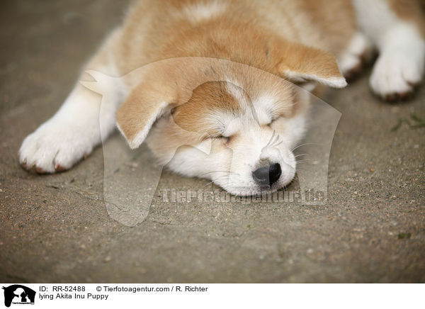 liegender Akita Inu Welpe / lying Akita Inu Puppy / RR-52488