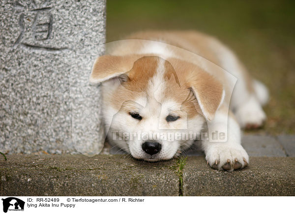 liegender Akita Inu Welpe / lying Akita Inu Puppy / RR-52489