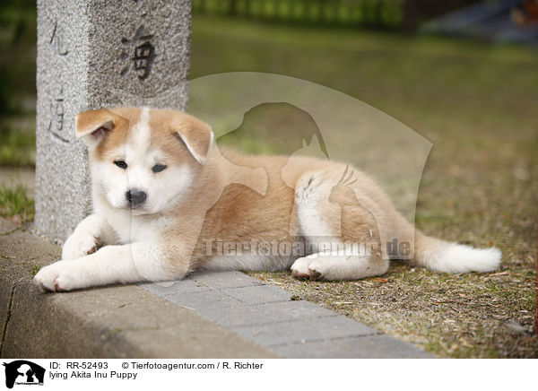 liegender Akita Inu Welpe / lying Akita Inu Puppy / RR-52493