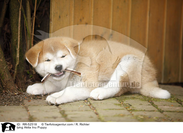 liegender Akita Inu Welpe / lying Akita Inu Puppy / RR-52518