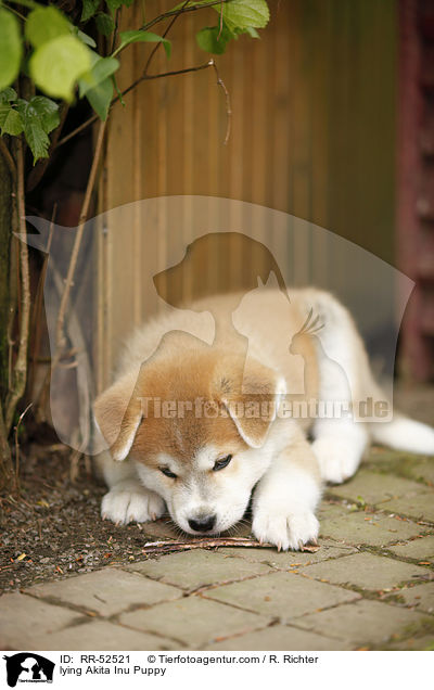 liegender Akita Inu Welpe / lying Akita Inu Puppy / RR-52521