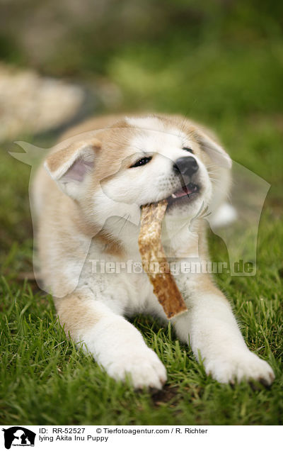 liegender Akita Inu Welpe / lying Akita Inu Puppy / RR-52527