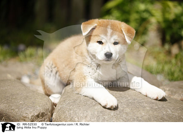 liegender Akita Inu Welpe / lying Akita Inu Puppy / RR-52530