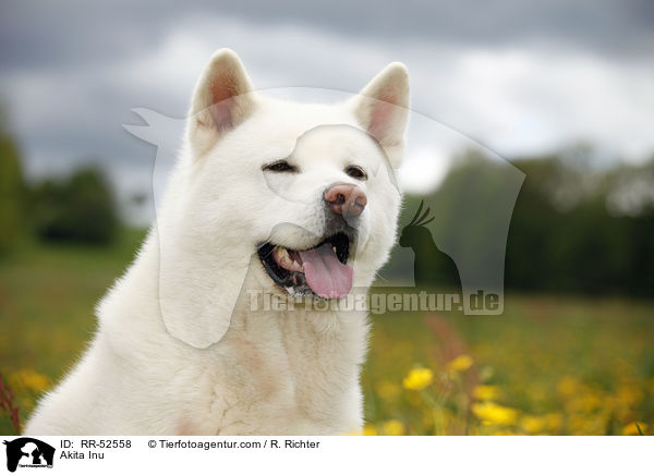 Akita Inu / Akita Inu / RR-52558