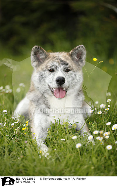 liegender Akita Inu / lying Akita Inu / RR-52582