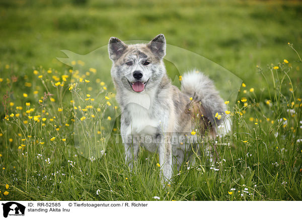 stehender Akita Inu / standing Akita Inu / RR-52585