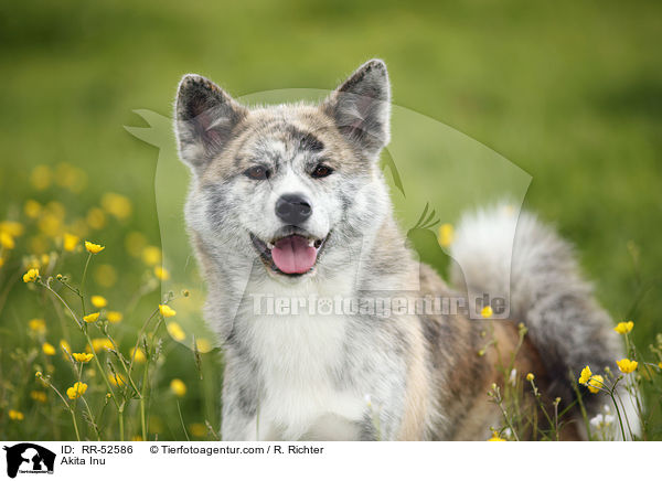 Akita Inu / Akita Inu / RR-52586