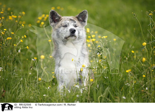 sitzender Akita Inu / sitting Akita Inu / RR-52595