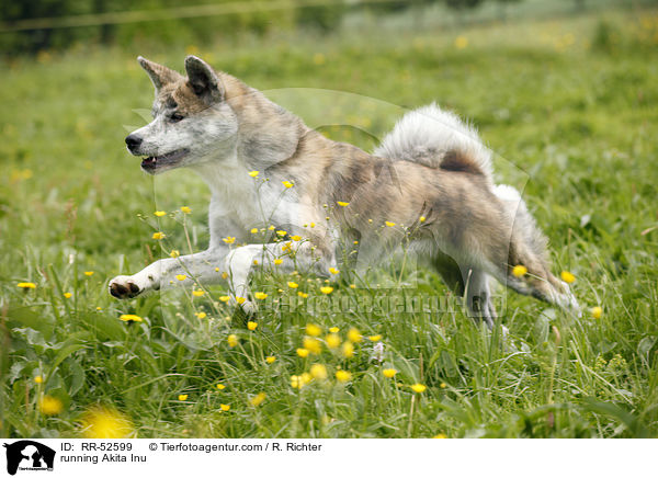 rennender Akita Inu / running Akita Inu / RR-52599