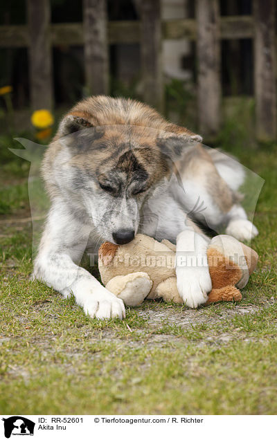 Akita Inu / Akita Inu / RR-52601