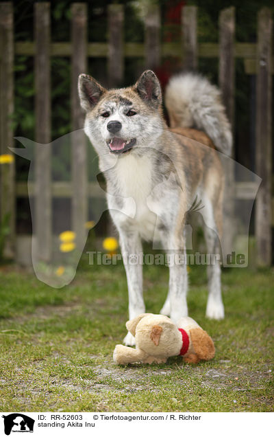 stehender Akita Inu / standing Akita Inu / RR-52603