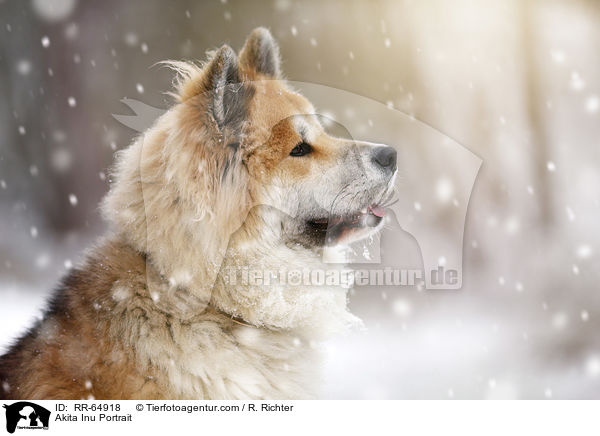Akita Inu Portrait / RR-64918