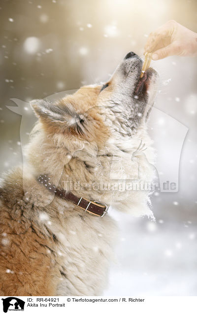 Akita Inu Portrait / Akita Inu Portrait / RR-64921