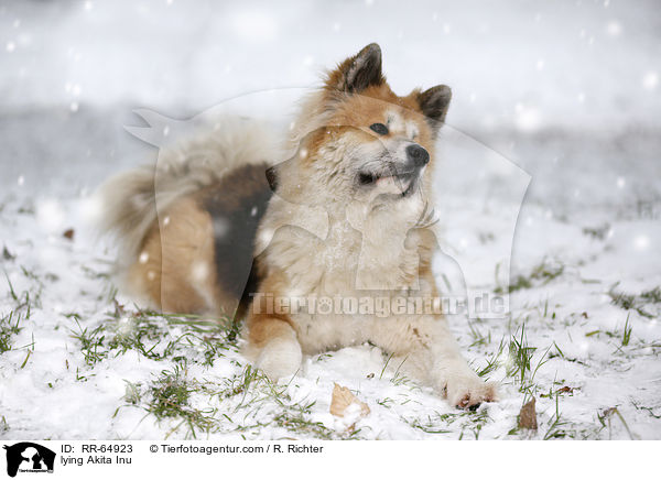 liegender Akita Inu / lying Akita Inu / RR-64923