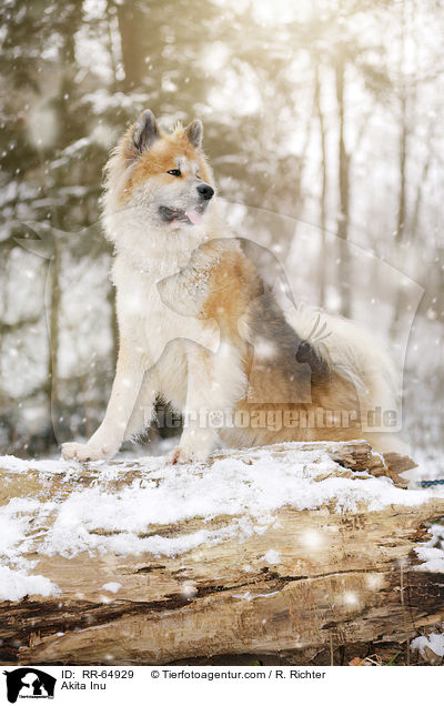 Akita Inu / Akita Inu / RR-64929