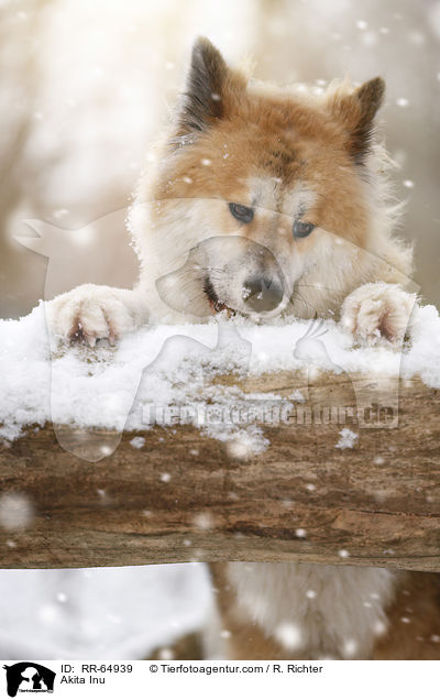Akita Inu / Akita Inu / RR-64939