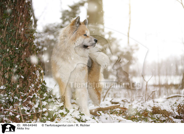 Akita Inu / Akita Inu / RR-64946