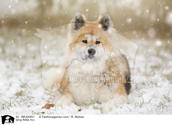 liegender Akita Inu / lying Akita Inu / RR-64951