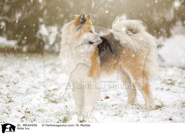 Akita Inu / Akita Inu / RR-64956
