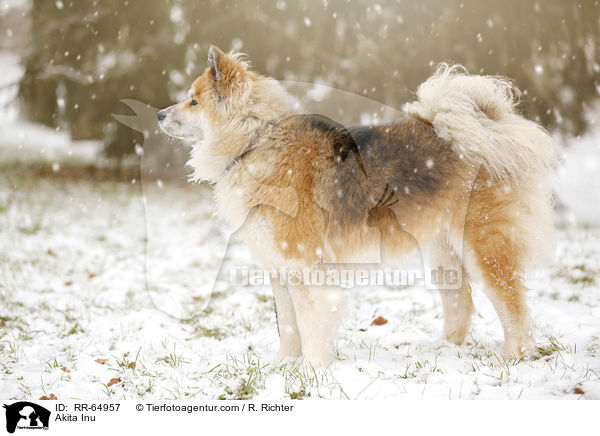 Akita Inu / Akita Inu / RR-64957