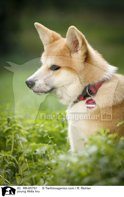 junger Akita Inu / young Akita Inu / RR-85791