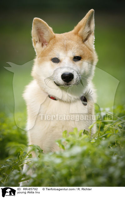junger Akita Inu / young Akita Inu / RR-85792