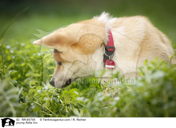 junger Akita Inu / young Akita Inu / RR-85795