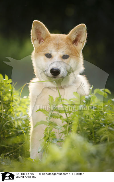 junger Akita Inu / young Akita Inu / RR-85797