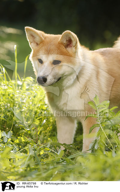 junger Akita Inu / young Akita Inu / RR-85798