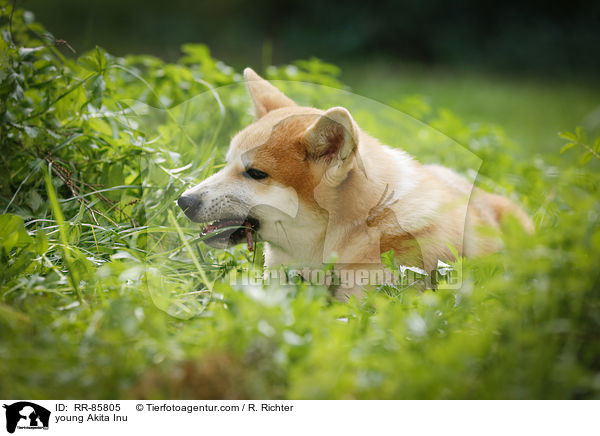 junger Akita Inu / young Akita Inu / RR-85805