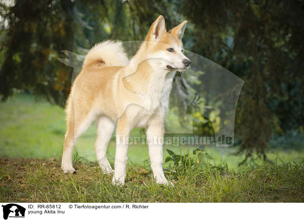 junger Akita Inu / young Akita Inu / RR-85812