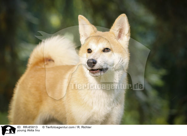 junger Akita Inu / young Akita Inu / RR-85813