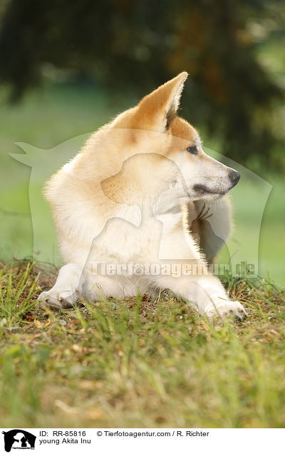 junger Akita Inu / young Akita Inu / RR-85816