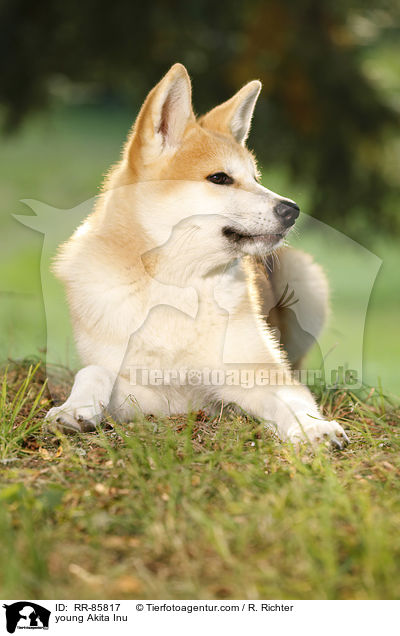 junger Akita Inu / young Akita Inu / RR-85817